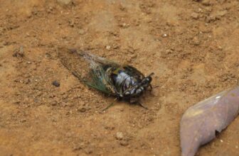 The Subsequent Wave of 17-12 months Cicadas Is About to Celebration, Scream, and Die