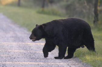 First Deadly Bear Assault in Florida’s Recorded Historical past Leaves Man and Canine Useless