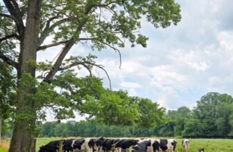 The Little Issues Publication #482 – Life, laughter, and plenty of nice meals!